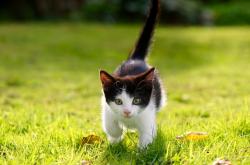 开云体育-双重奏，德国队战术洪流碾压马来西亚，马琳用时间写下新纪录