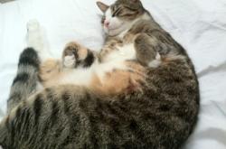 开云体育平台APP-帝王孤岛与泥泞战场，维斯塔潘的一骑绝尘与梅赛德斯的艰难翻盘