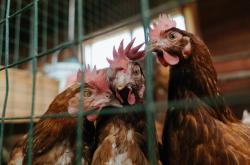 开云体育APP下载-双面利刃，当乔治的攻防转换成了深圳队无法解读的方程式