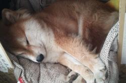 开云体育APP下载-平行时空对决，当米切尔砍下57分之夜，广东队却斩落了森林狼