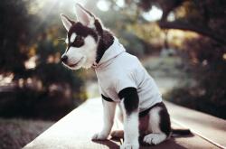 开云体育中国-冰火碰撞，特奥的节奏掌控与卡塔尔的狭路相逢