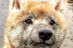 开云体育-暗夜刺客与钢铁绞索，利拉德绝命三分刺穿步行者窒息防守