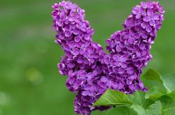 开云体育APP下载-跨越太平洋的较量，独行侠对阵浙江，福克斯的传奇之夜