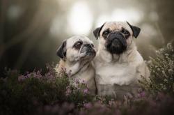 开云体育中国-虚拟经典，当格纳布里爆发刺破三狮军团，葡萄牙如何完成致命一击