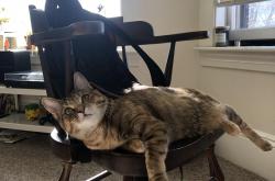 开云体育官网-锡安关键先生显威，火箭队连续得分压制广东队获胜利