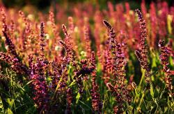 开云体育app-英格拉姆一剑封喉，广东单节射日锁定胜局