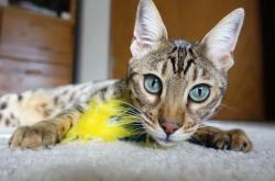 开云体育-当艺术足球吞噬铁血战舰，一位英格兰少年在翡冷翠的暴雨中画下句点