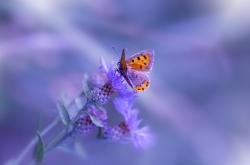 开云体育在线-镜像对决，虚拟绿茵与现实星光间的马丁内利