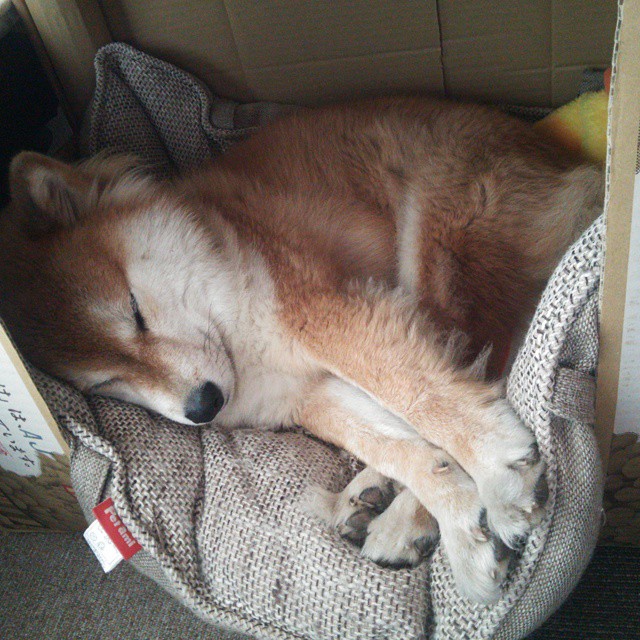 平行时空对决，当米切尔砍下57分之夜，广东队却斩落了森林狼