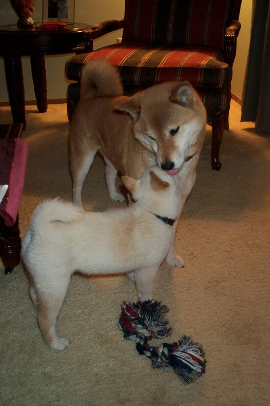 枫叶防线,加拿大如何以巴萨之盾阿劳霍为教科书压制雷恩