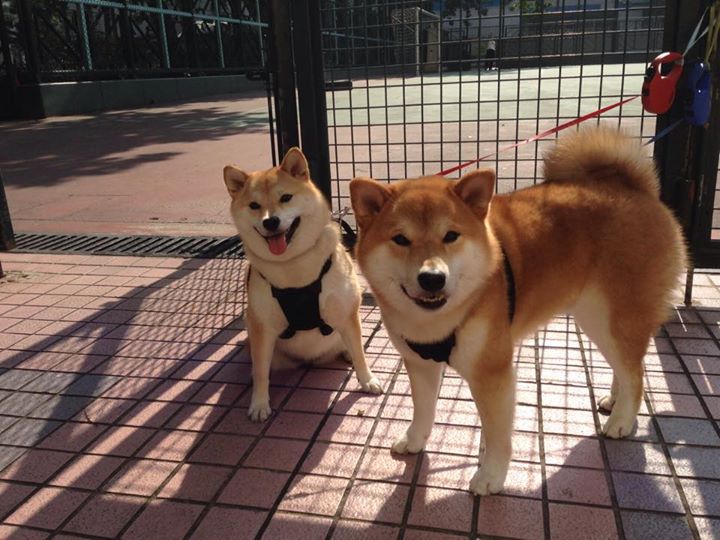 跨界传奇，当劳塔罗的足球灵魂在NBA总决赛苏醒，比利时与荷兰的世纪对决正在场外上演