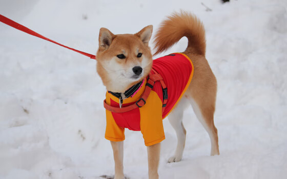 火箭如何单节击溃猛龙?切特·霍姆格伦,看我穿针引线!