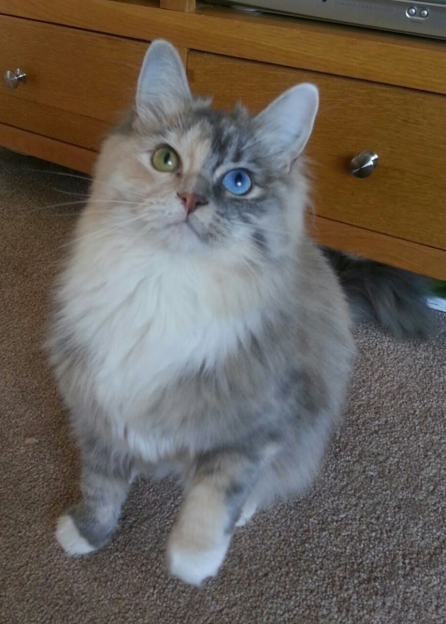 节奏的博弈，从尼日利亚节奏的围困到阿克节奏的破局—论现代足球的核心掌控力