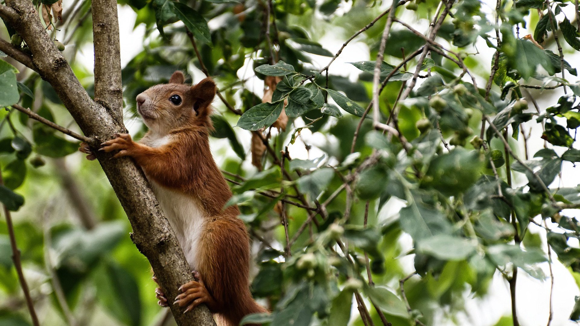 绿茵传奇的篮球之舞,苏亚雷斯在NBA总决赛之夜的冠军级表现