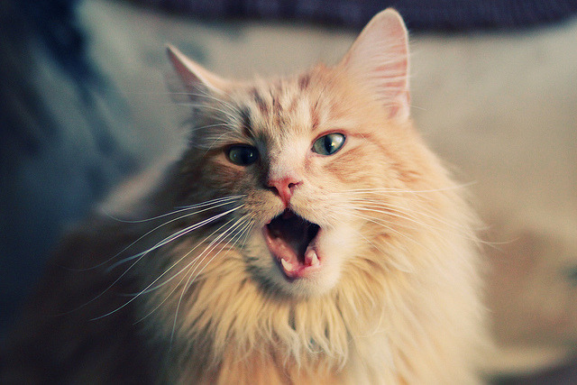 欧战烽火，雷恩强力压制比利亚雷亚尔，莱奥化身关键先生定乾坤