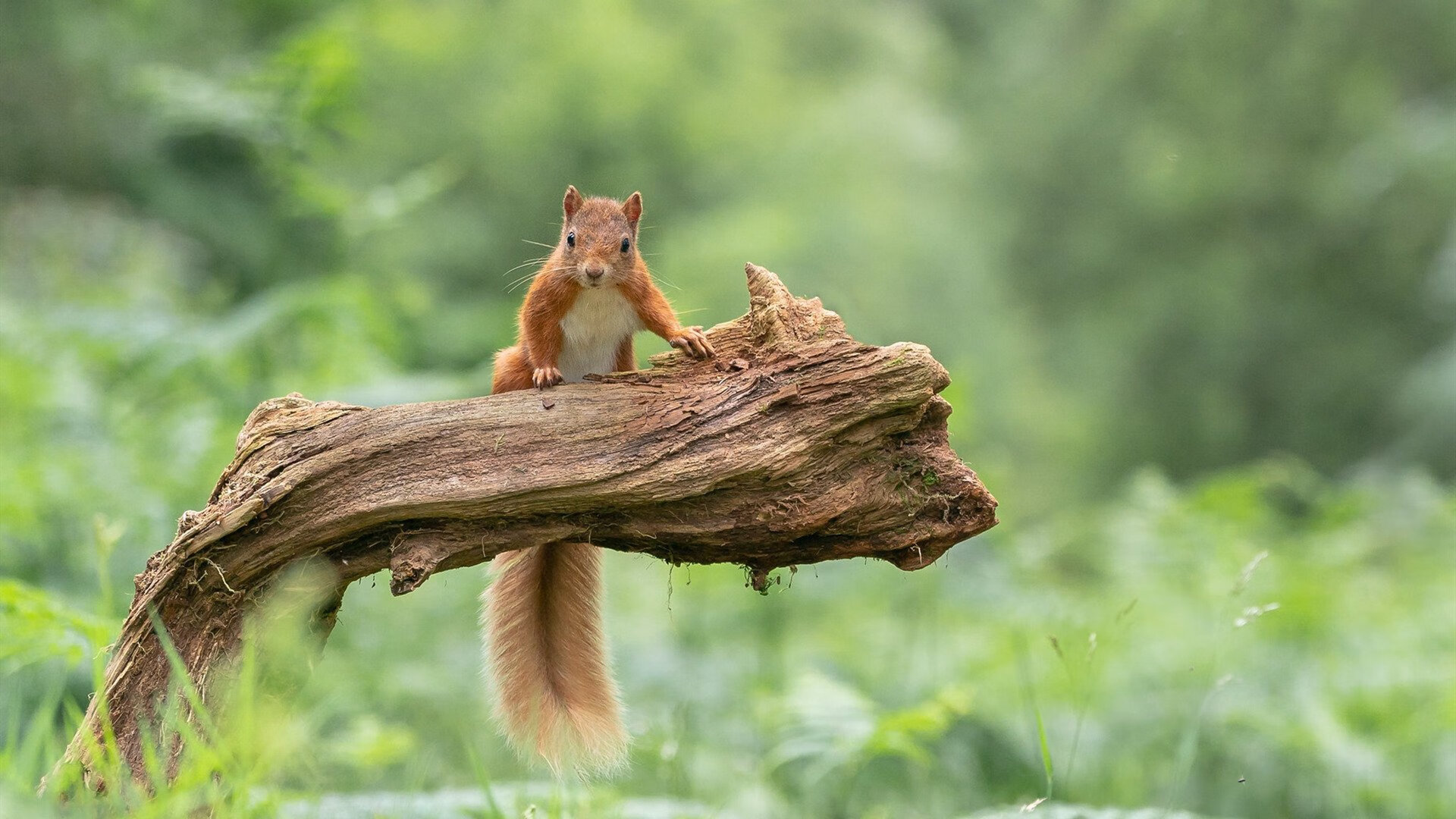 风暴来袭！马克西如利刃彻底刺穿纸糊防线，活塞强势终结深圳队