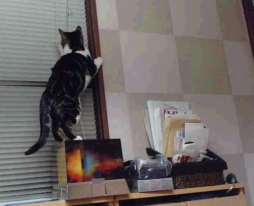 当足球叩响篮球之门，赖斯末节巨星时刻的跨维度启示