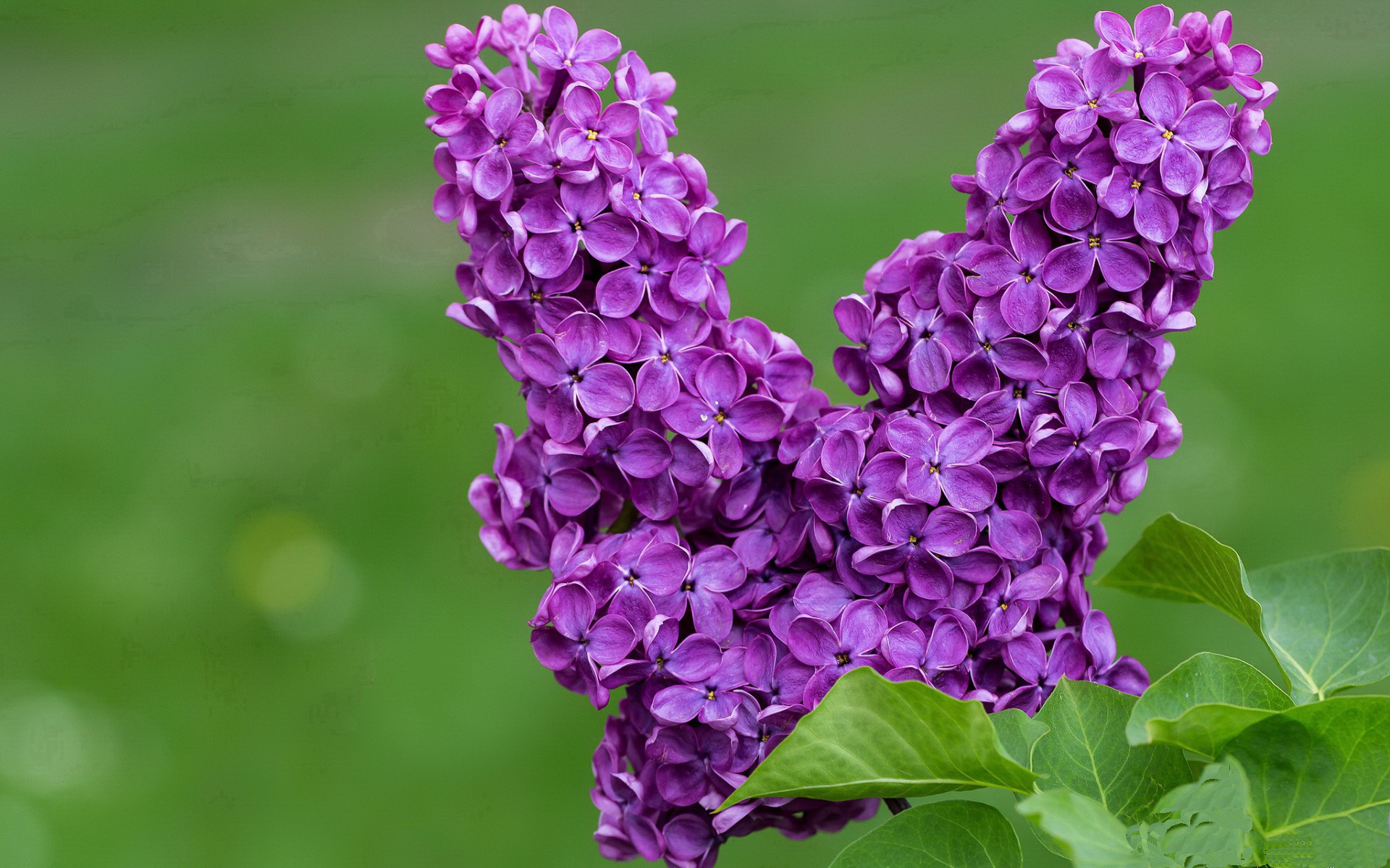 跨越太平洋的较量，独行侠对阵浙江，福克斯的传奇之夜