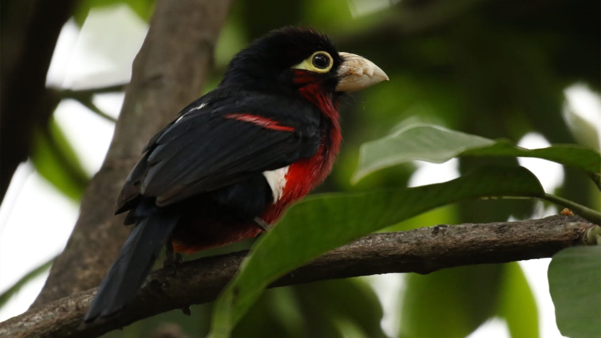 钢刃划破基辅寒夜,尤文提前终结悬念,努涅斯神兵天降定乾坤