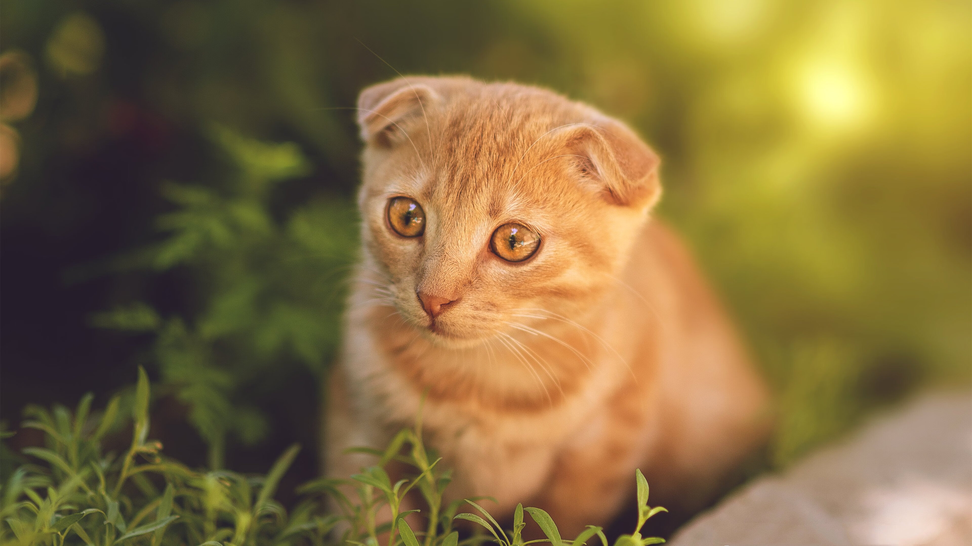 街道迷宫与舆论战场，为何唯独哈利伯顿的胜利是唯一答案？