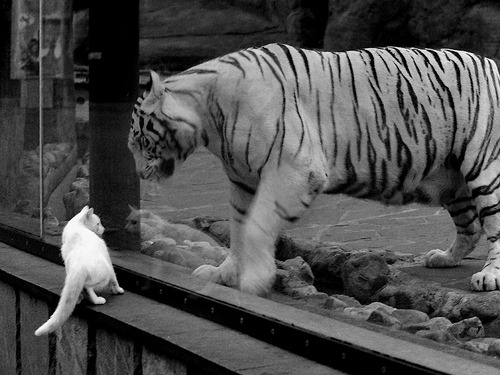 意甲焦点战之夜,克瓦拉茨赫利亚双响定乾坤,那不勒斯力克强敌拉开差距