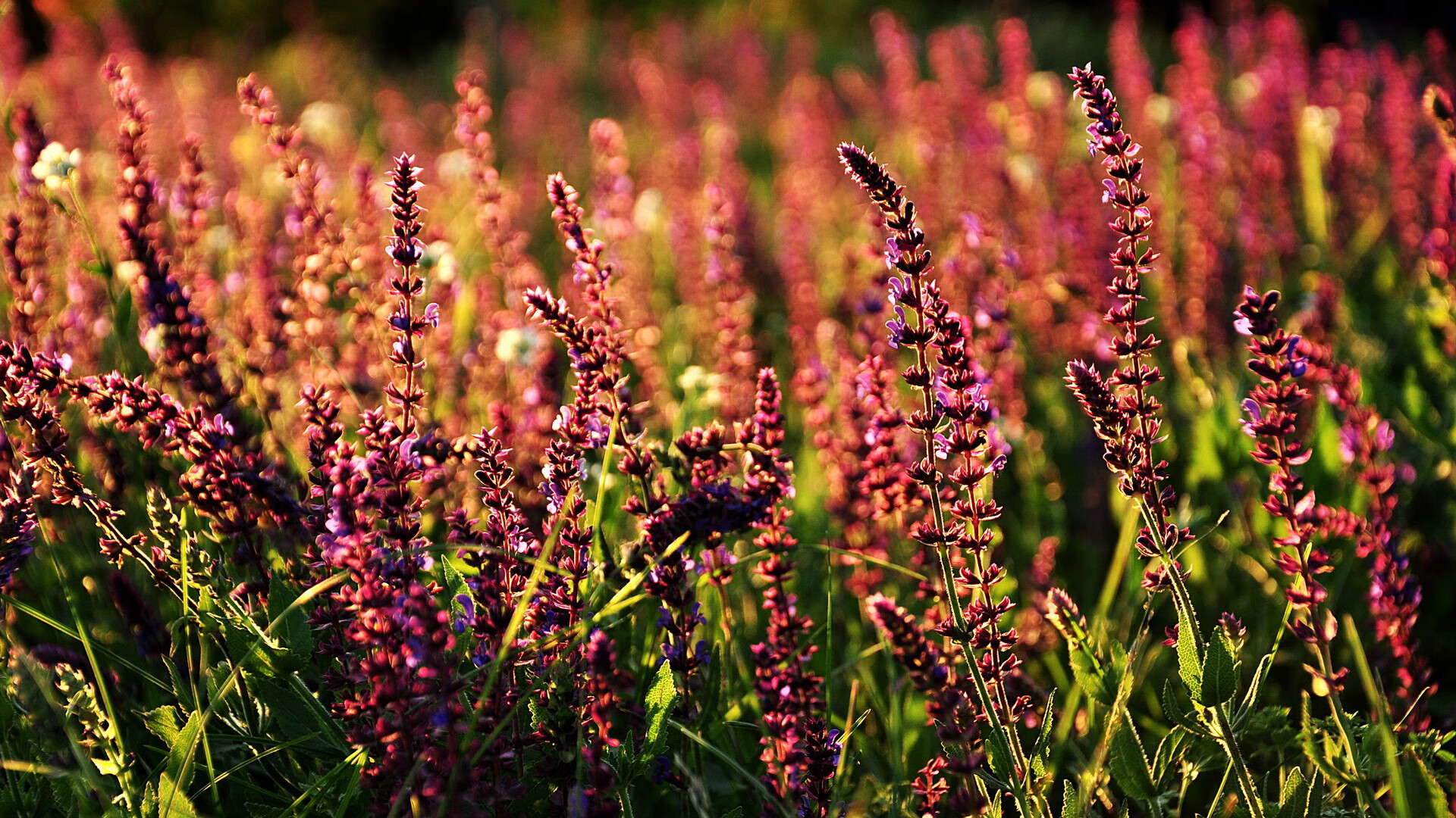 英格拉姆一剑封喉，广东单节射日锁定胜局