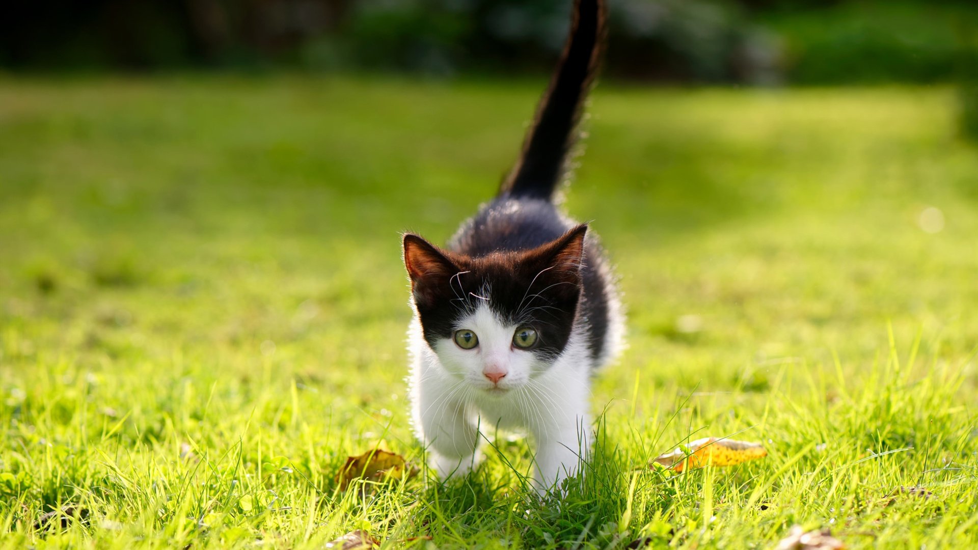 音符绞索，当保罗的指挥棒扼住公牛的咽喉