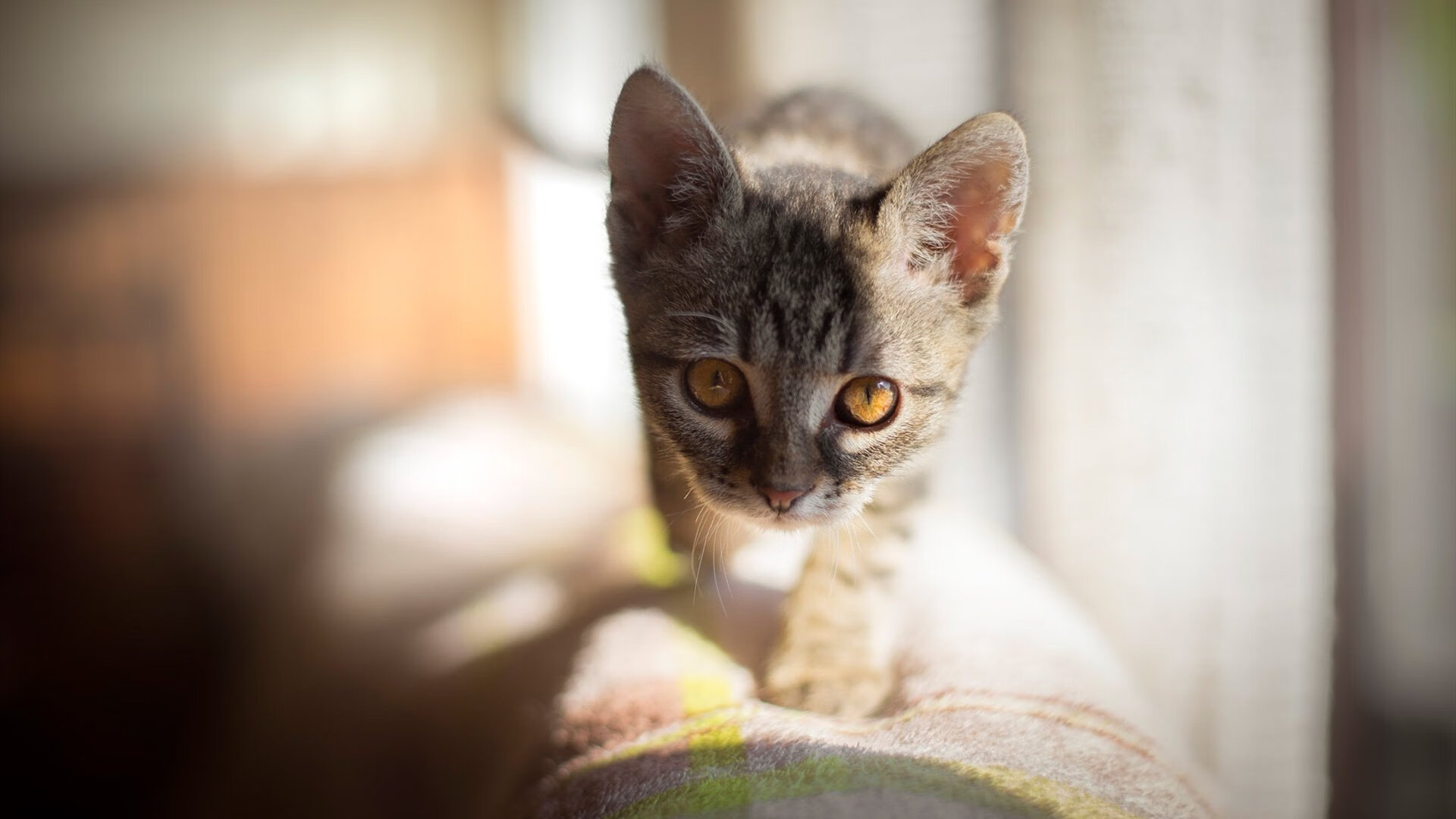 跨界唯一战，黄蜂血拼深圳队之夜，西亚卡姆F1揭幕战传奇接管