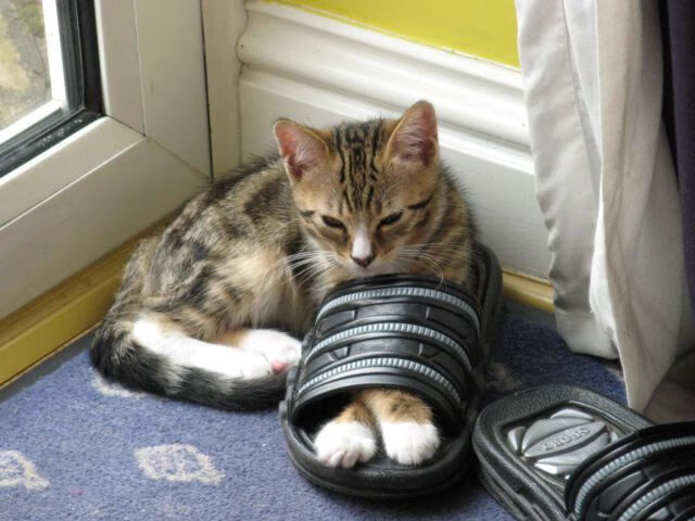 布克闪耀赛场，雷霆轻取辽宁队，关键先生主宰比赛