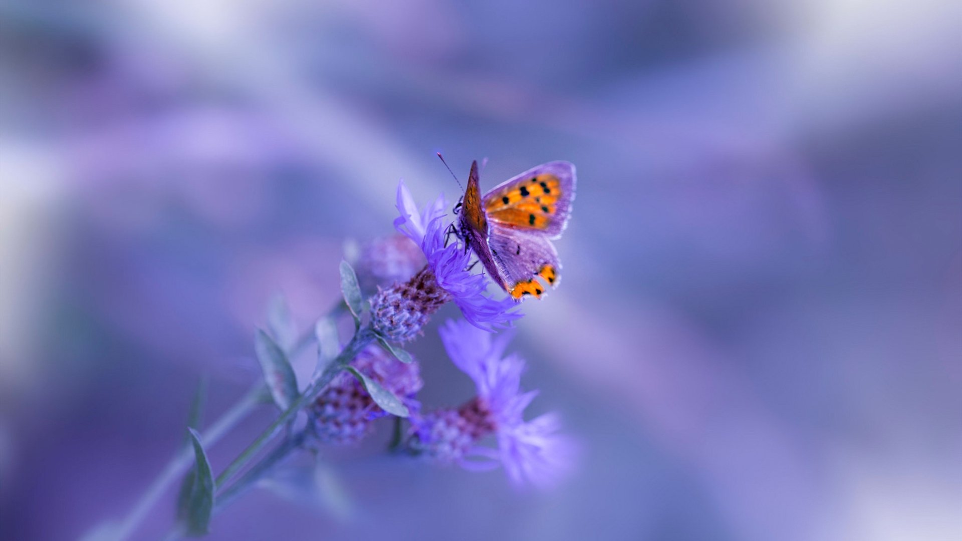 镜像对决,虚拟绿茵与现实星光间的马丁内利