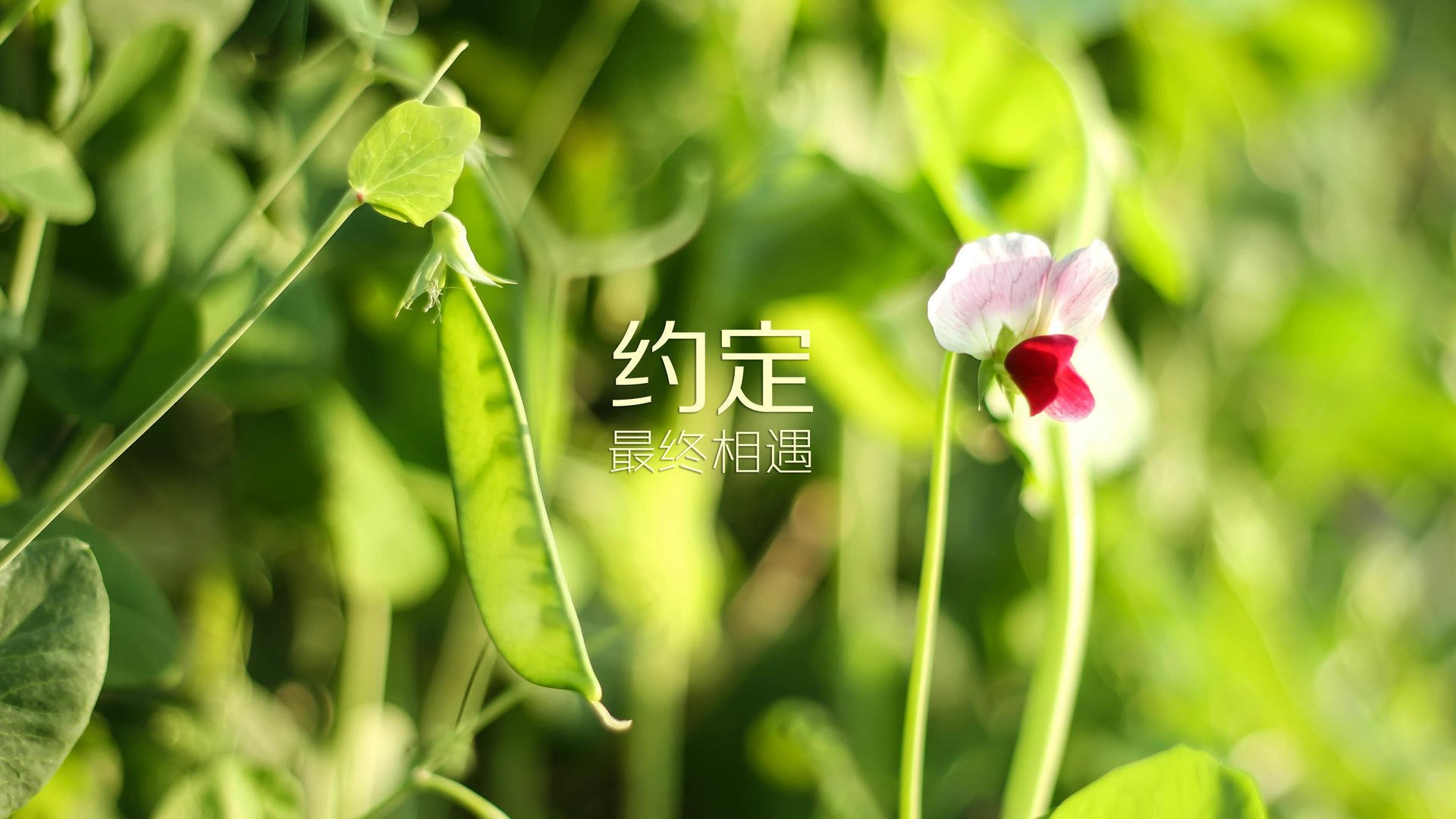 北欧风暴席卷绿茵，2026世界杯G组挪威绝杀美国，托纳利演绎中场大师课