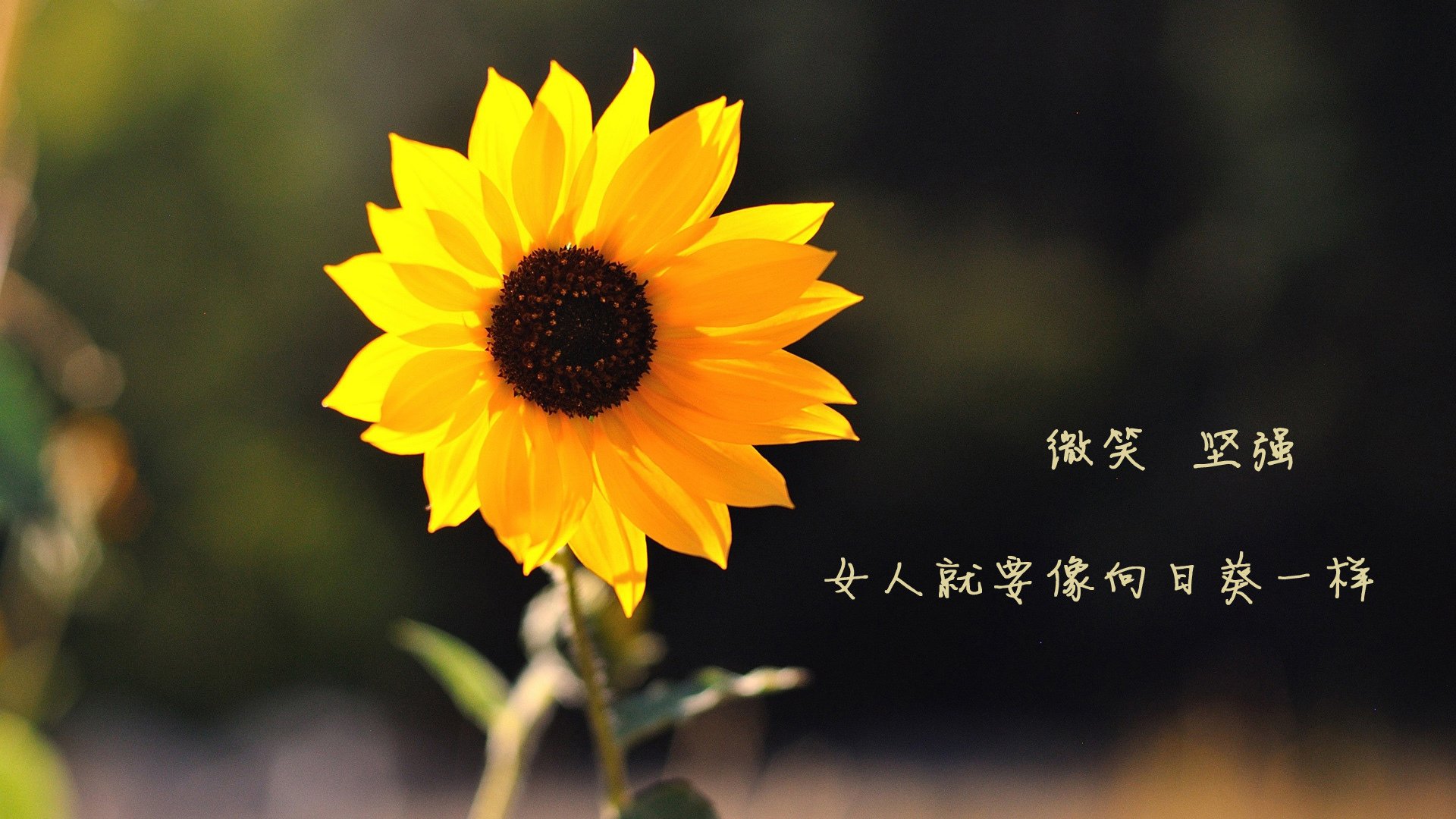 燃情2026,当南美铁骑碾过袋鼠军团,三笘薰用一场个人秀宣告亚洲足球新王当立
