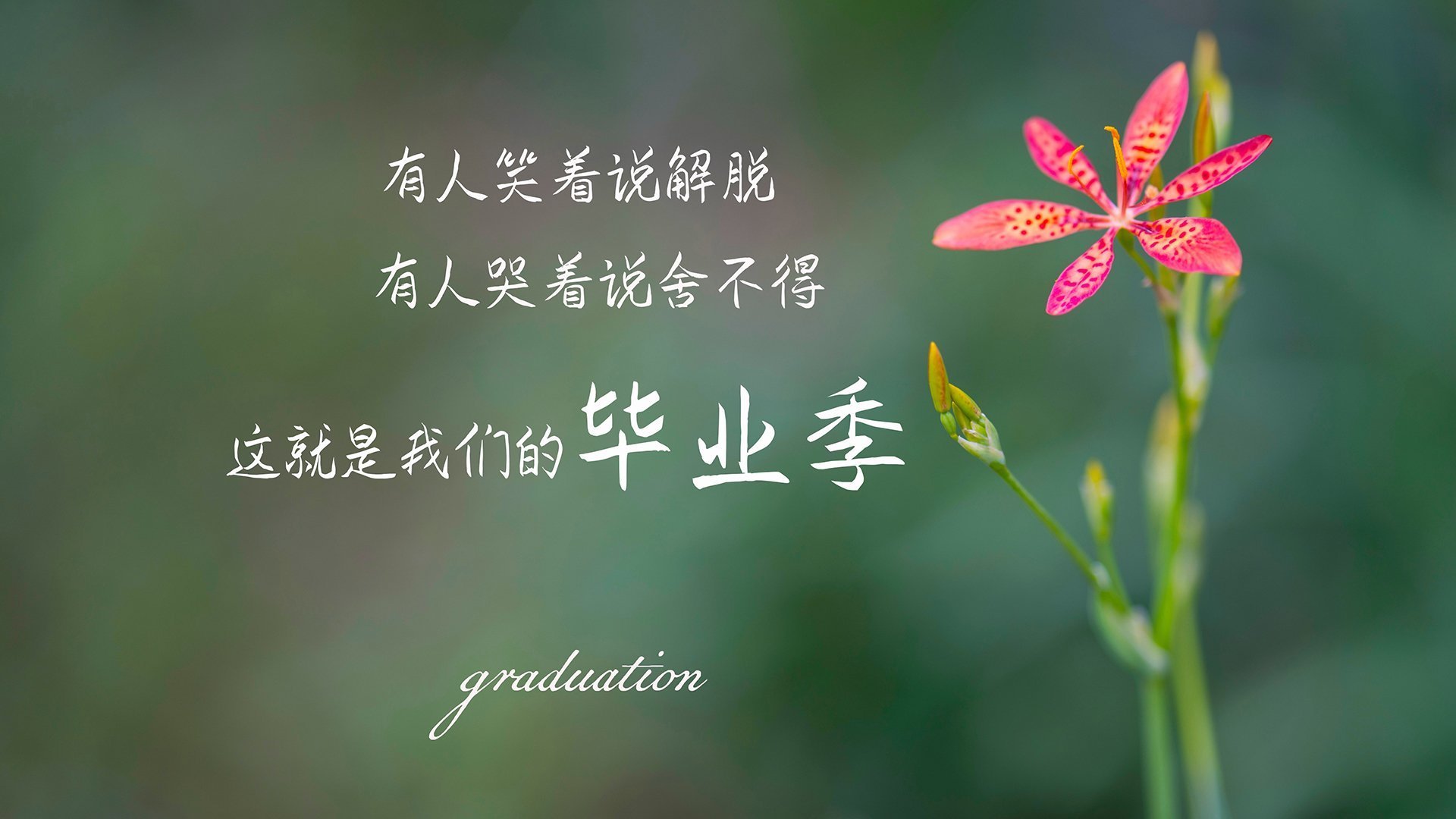 绝境之下的钢铁意志,喀麦隆逆转伊朗,卢卡库致命一击彰显唯一法则